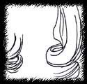 Ringlet 1